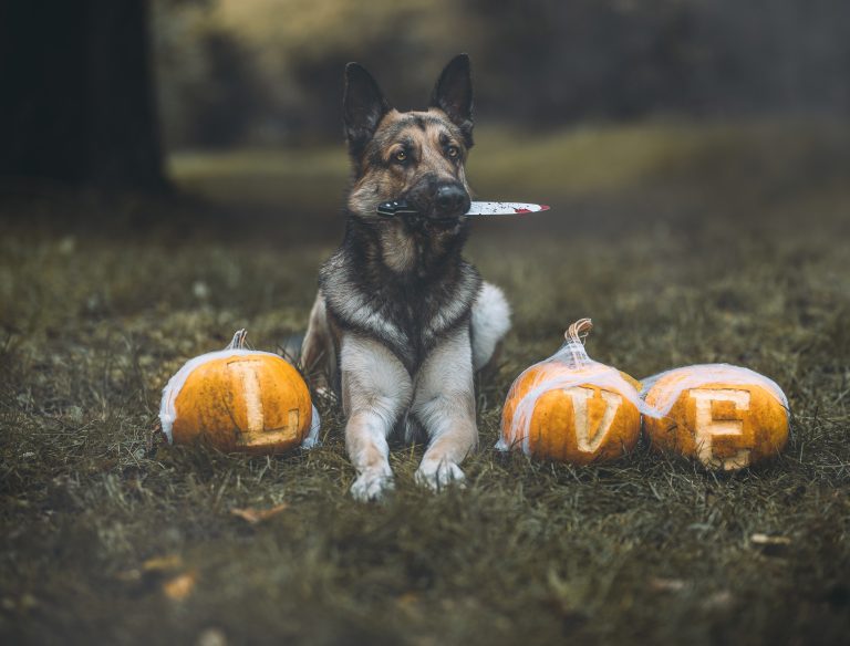 Herbst- & Halloween-Fotoshootings in Niederösterreich